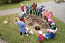 Děti pomáhají sadit keře na zahradě MŠ